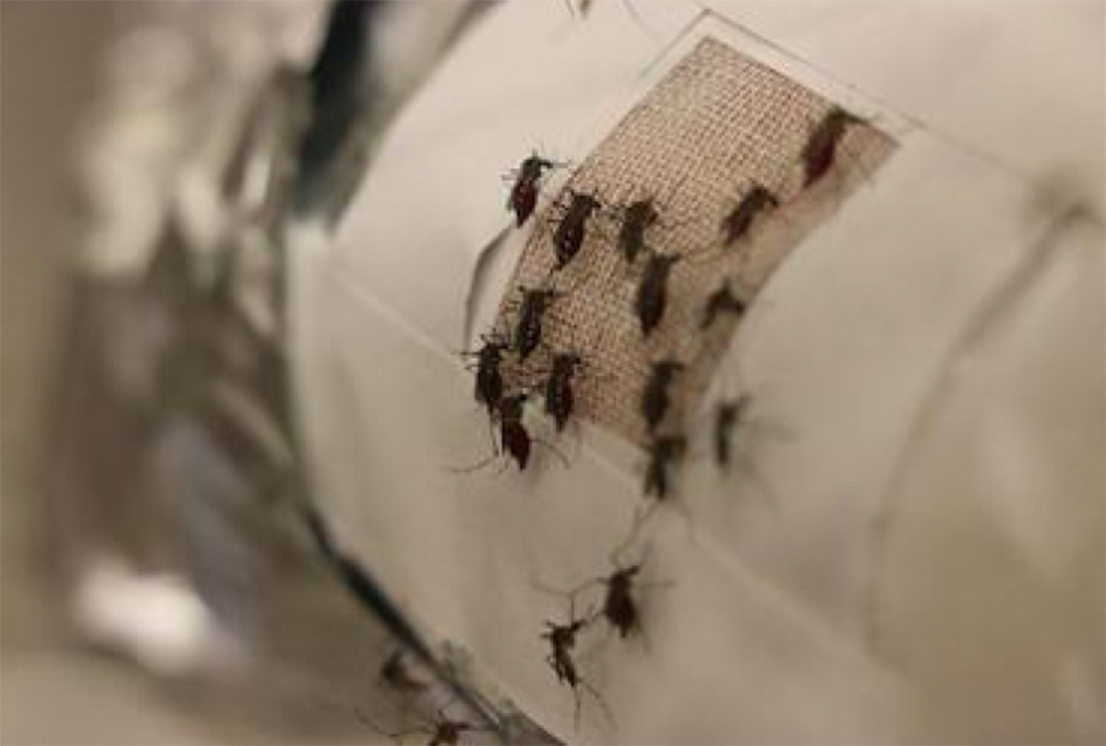 Graphite Insects Graphene Bugs Skeeters | God's World News
