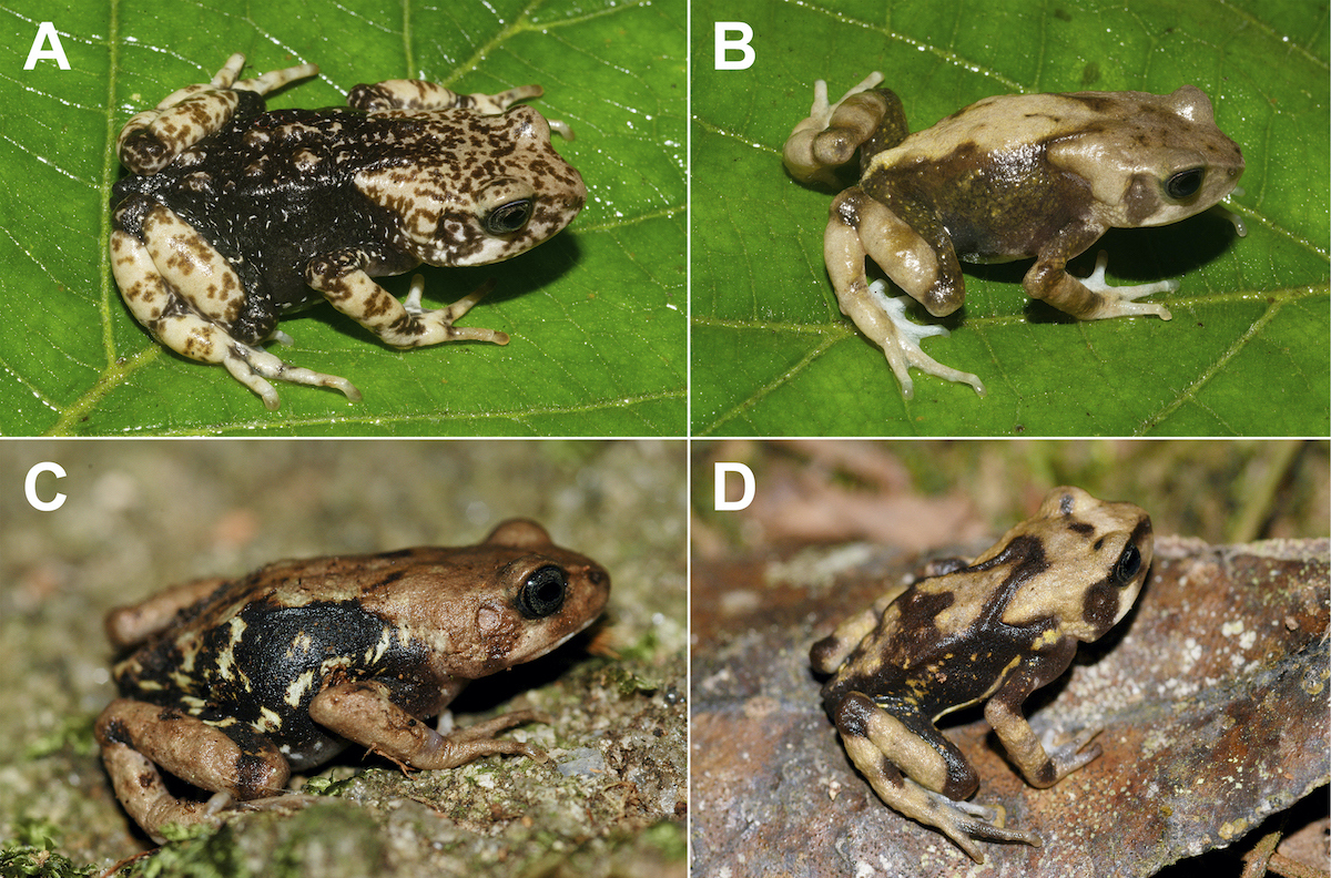Hello, Toadlets! | God's World News