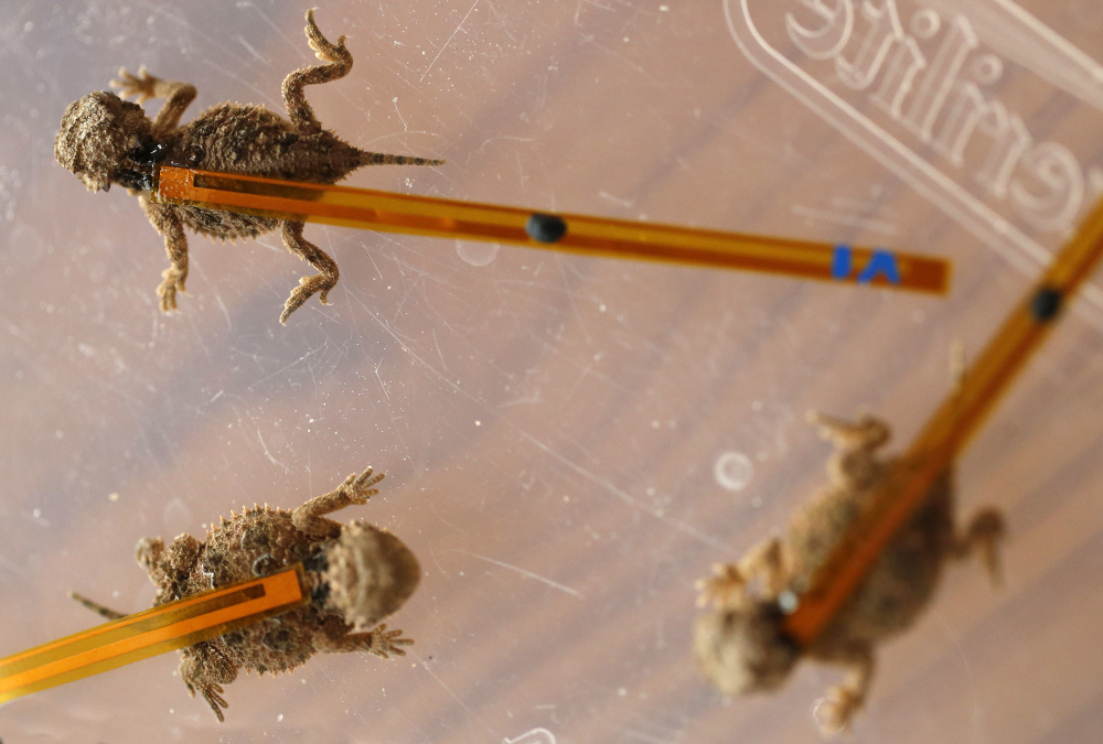 Lizard Rides Frog Horned Frogs, We’re All for You! | God's World News