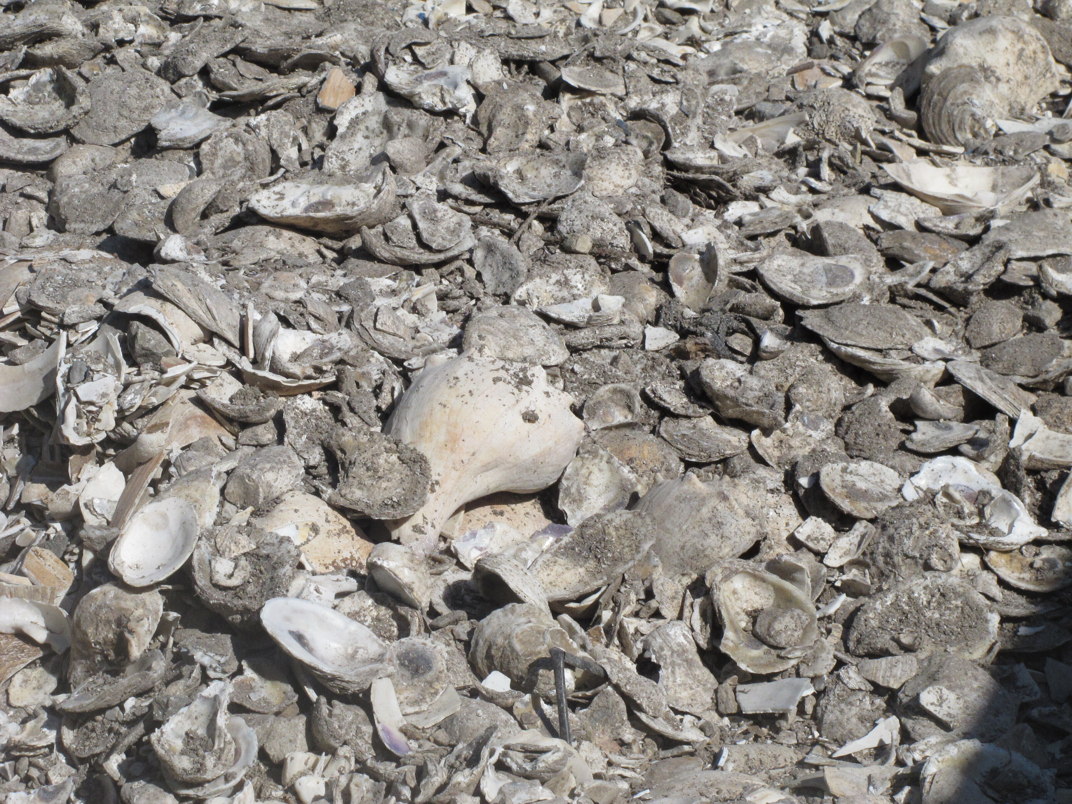 Drying Shells Shellfish Circle Back | God's World News