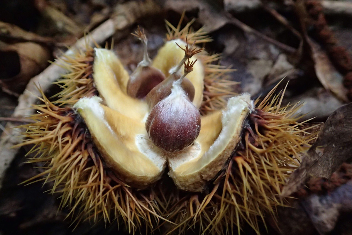 Spell Chestnut Genetic Research May Save the American Chestnut | God's World News