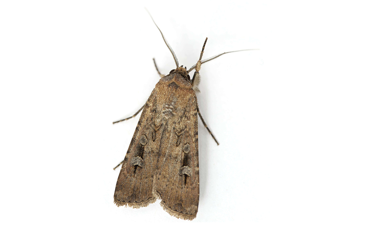 Star Insect A moth looks to the stars. | God's World News