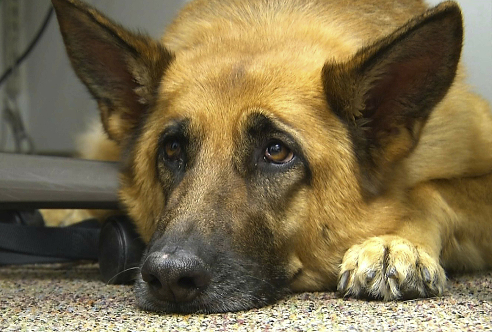 Behind Puppy Dog Eyes God s World News