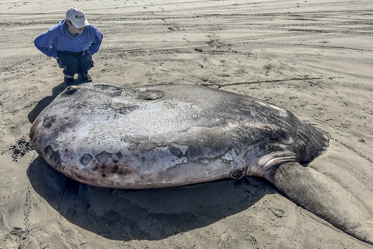 Sunder Fish This fish wants visits. | God's World News