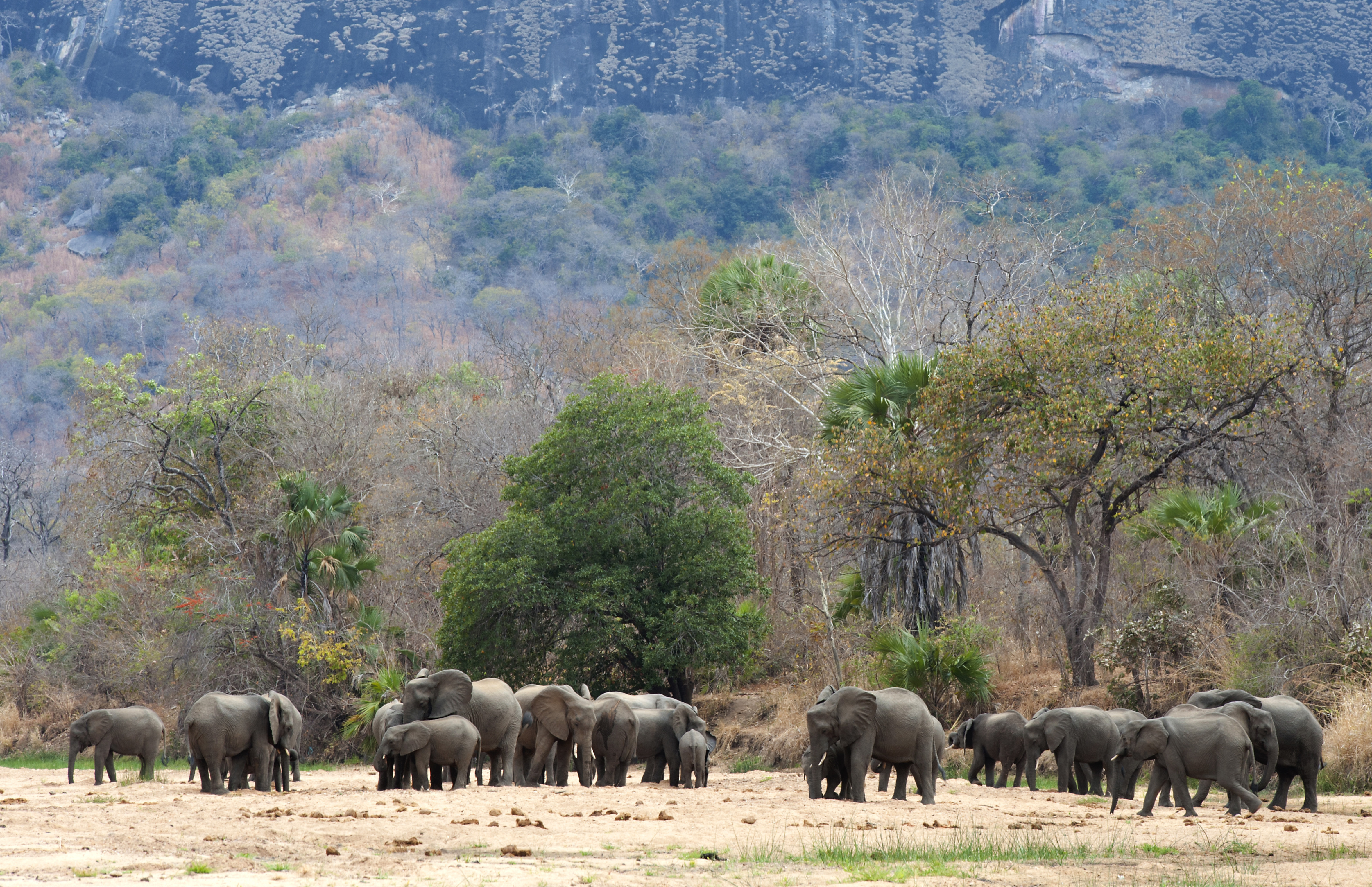 Zero Poaching Zero Poaching! | God's World News