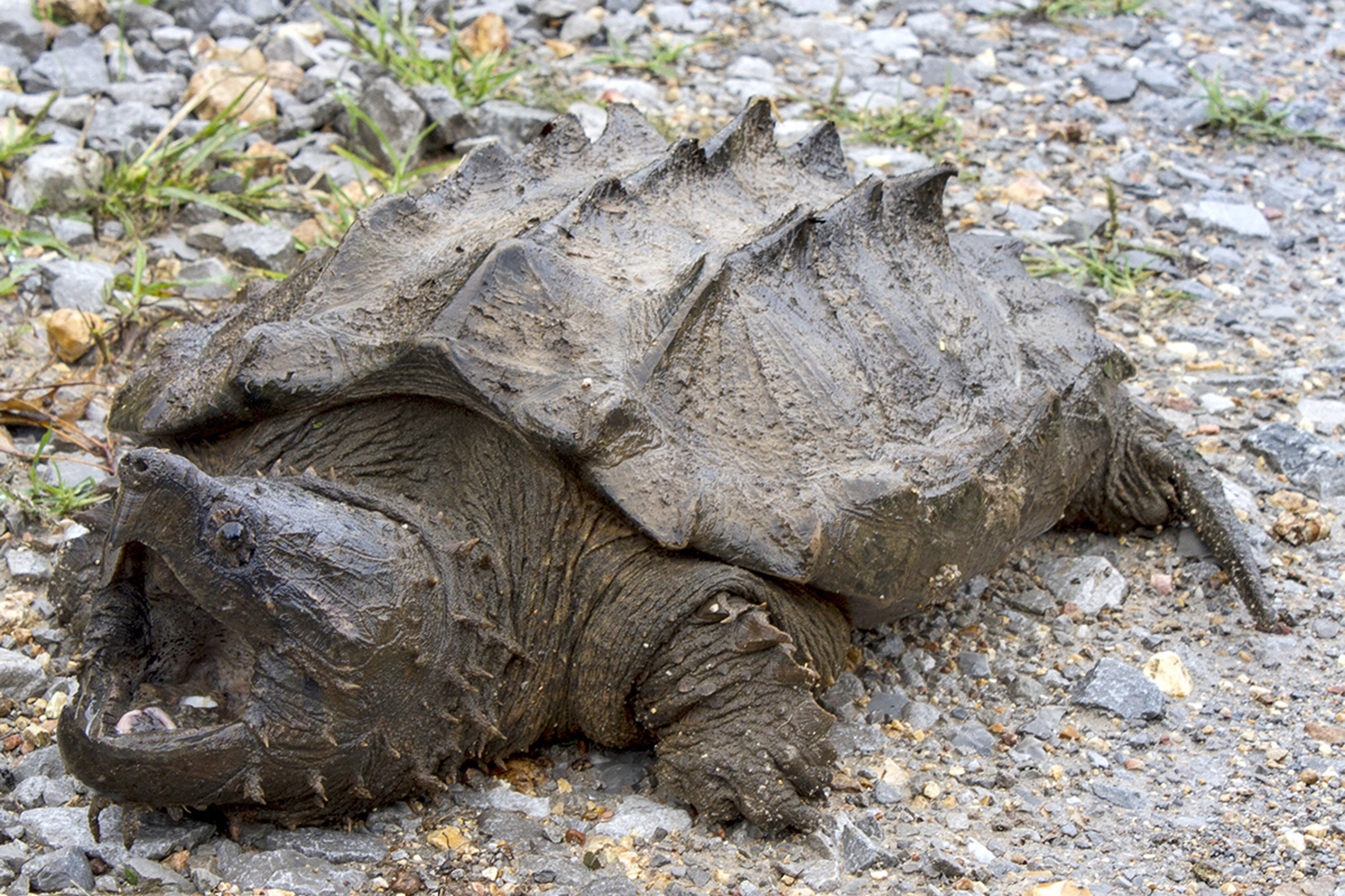 Turtle Surprise | God's World News