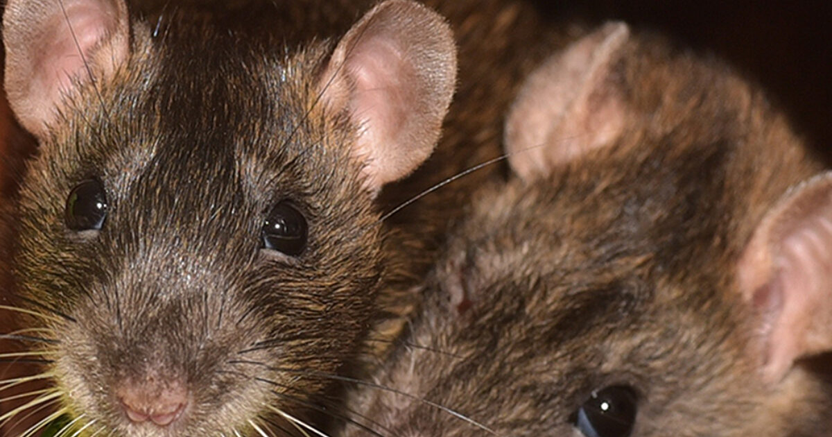 Help! Rats! | God's World News