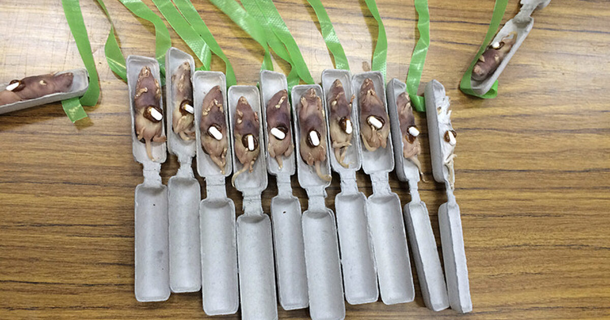 Place Invaders | God's World News