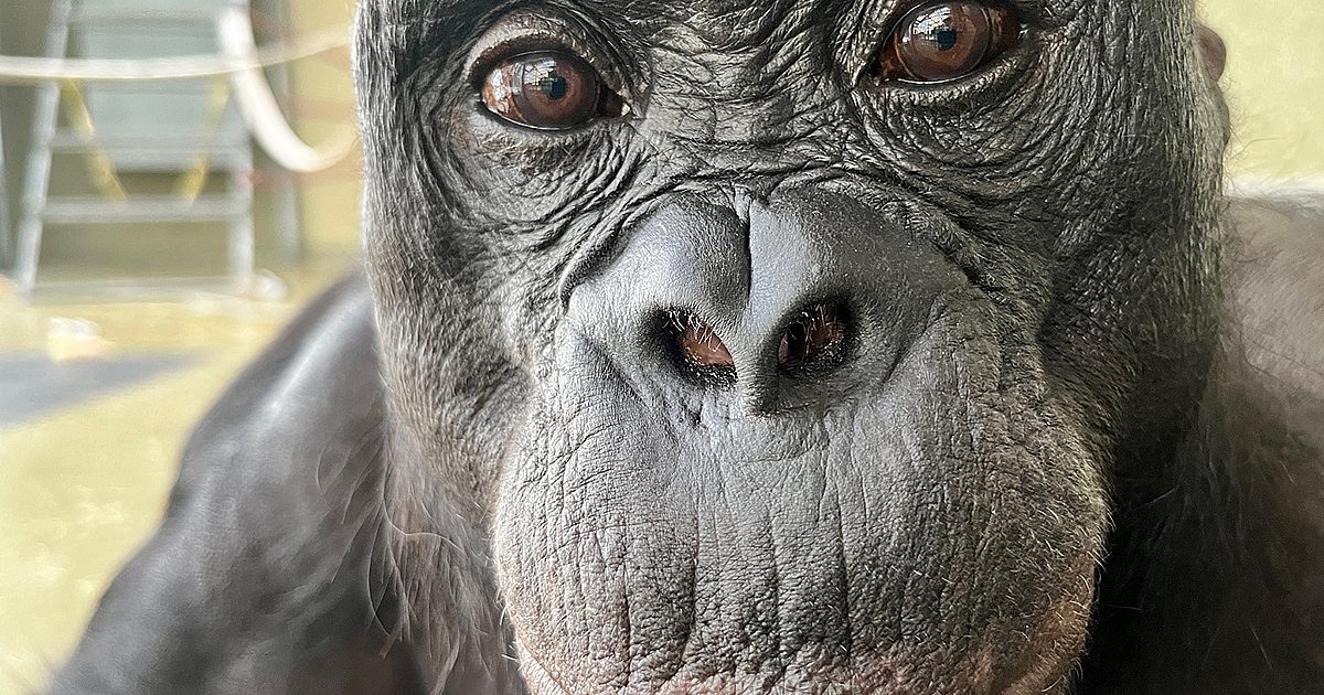 An ape has a tea party. | God's World News