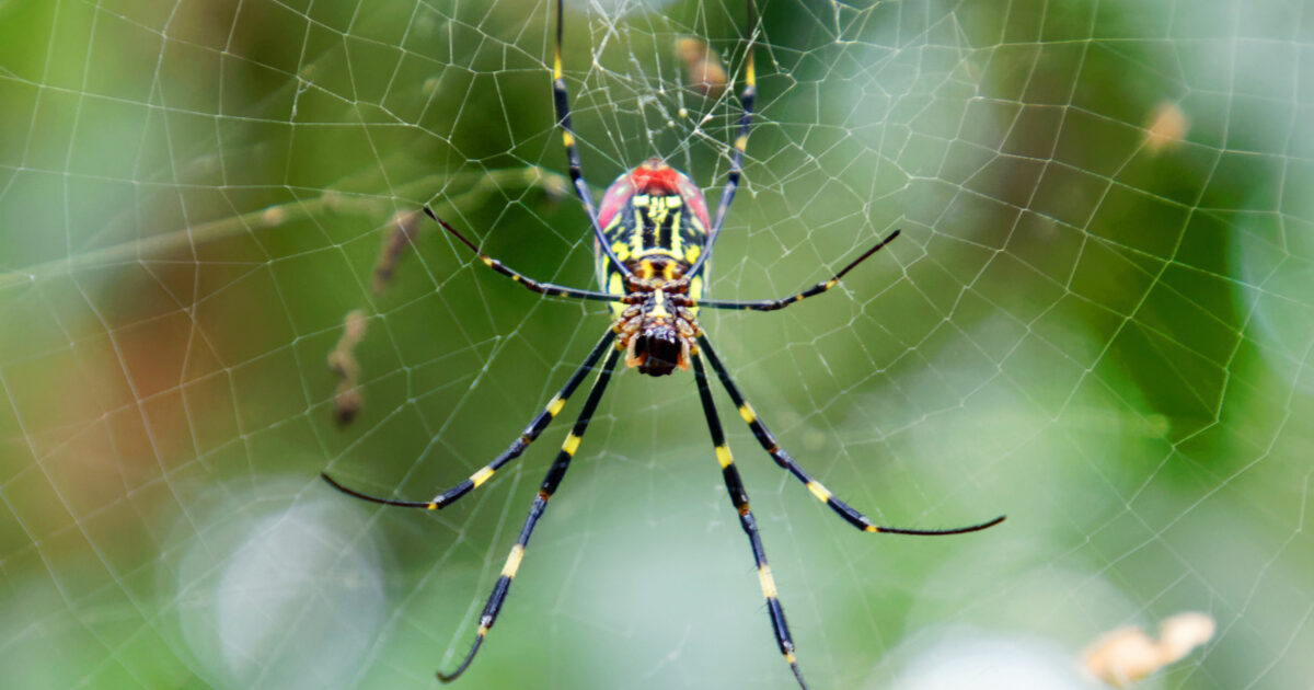 Spider Go In Go away, spiders! | God's World News