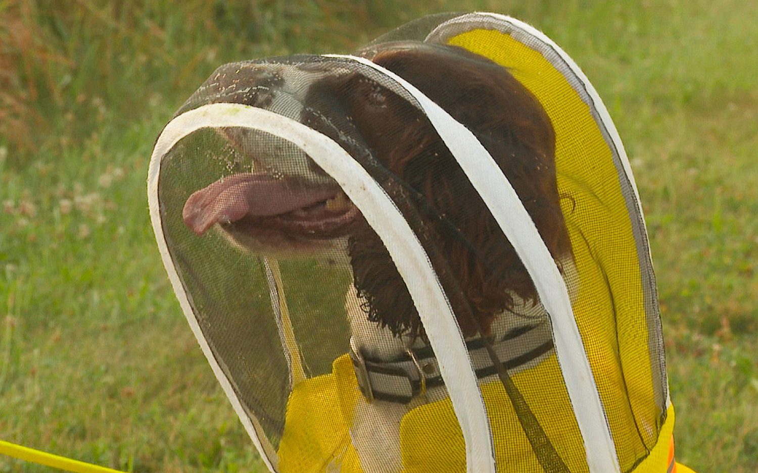 1 Dog and bees AP