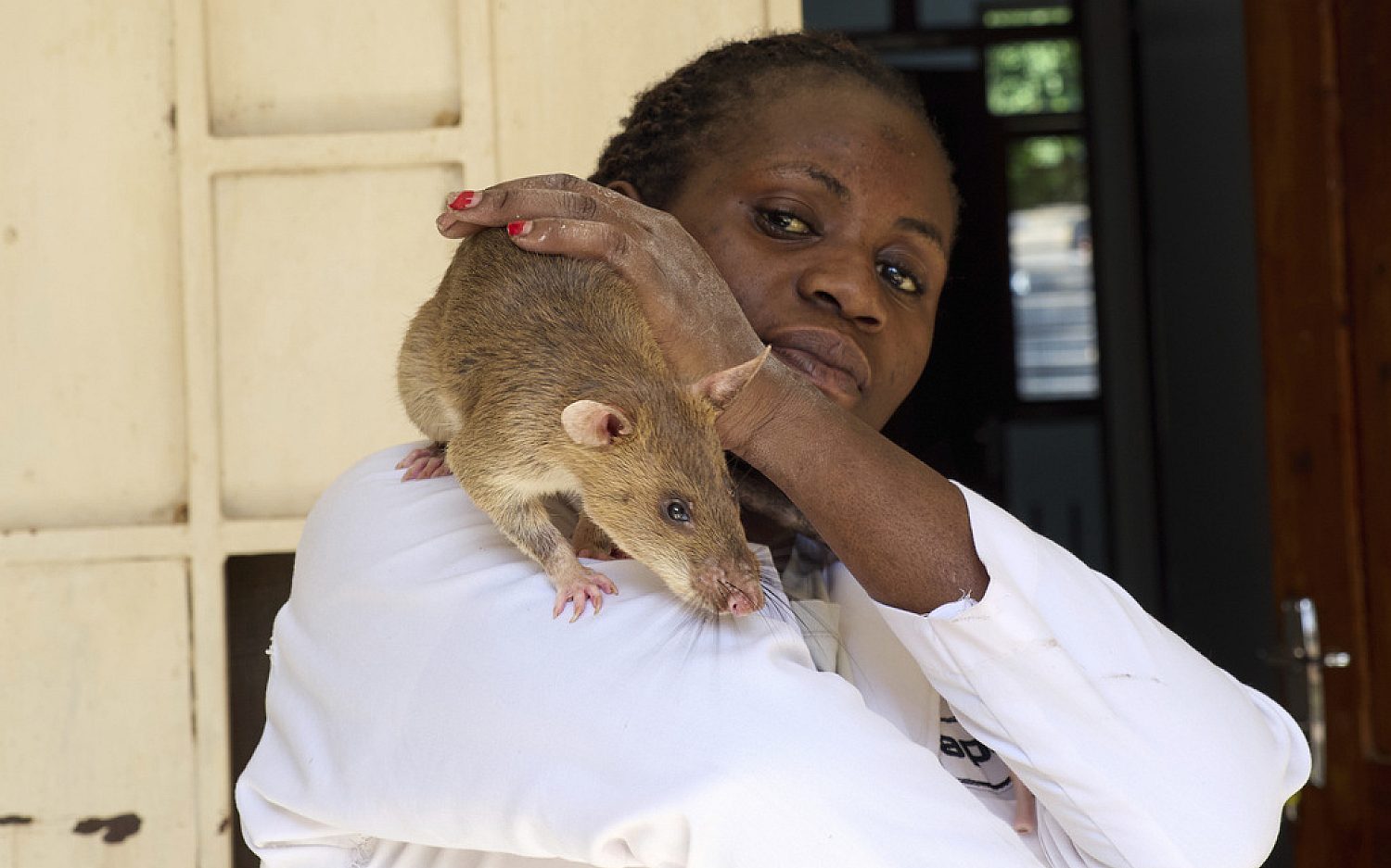 1 Tanzania rats AP