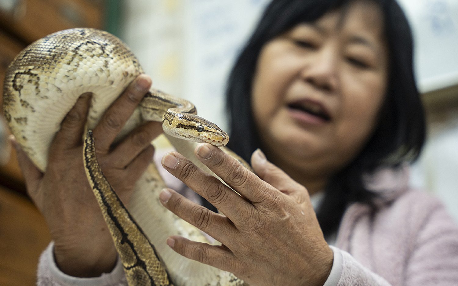 1 snake soup k