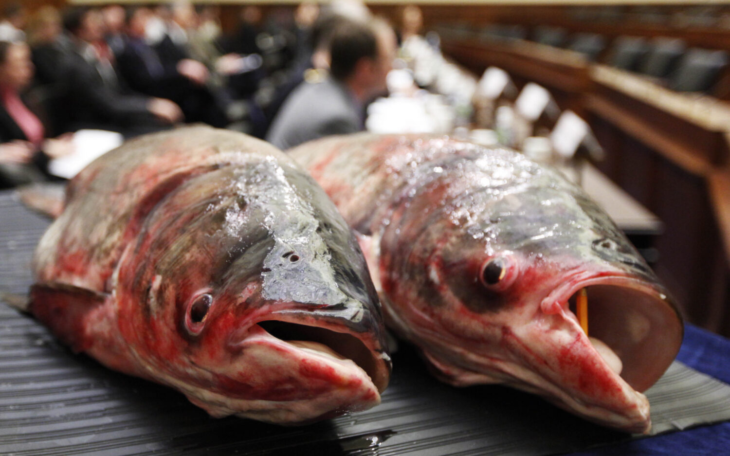 120 Asian20 Carp20 Caught