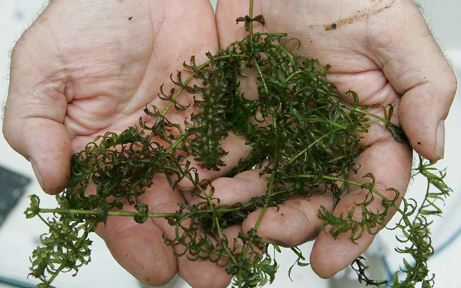 120 Hydrilla20hands