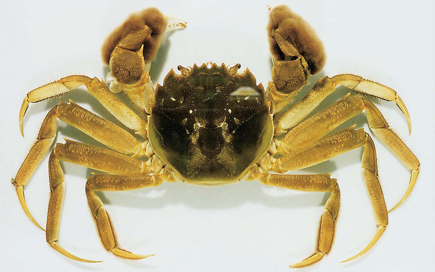 120 Mitten20 Crab 0
