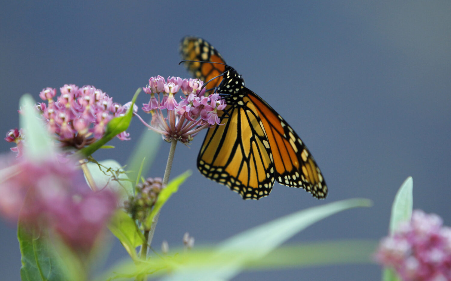 120 Monarch20 Milkweed20 Flower