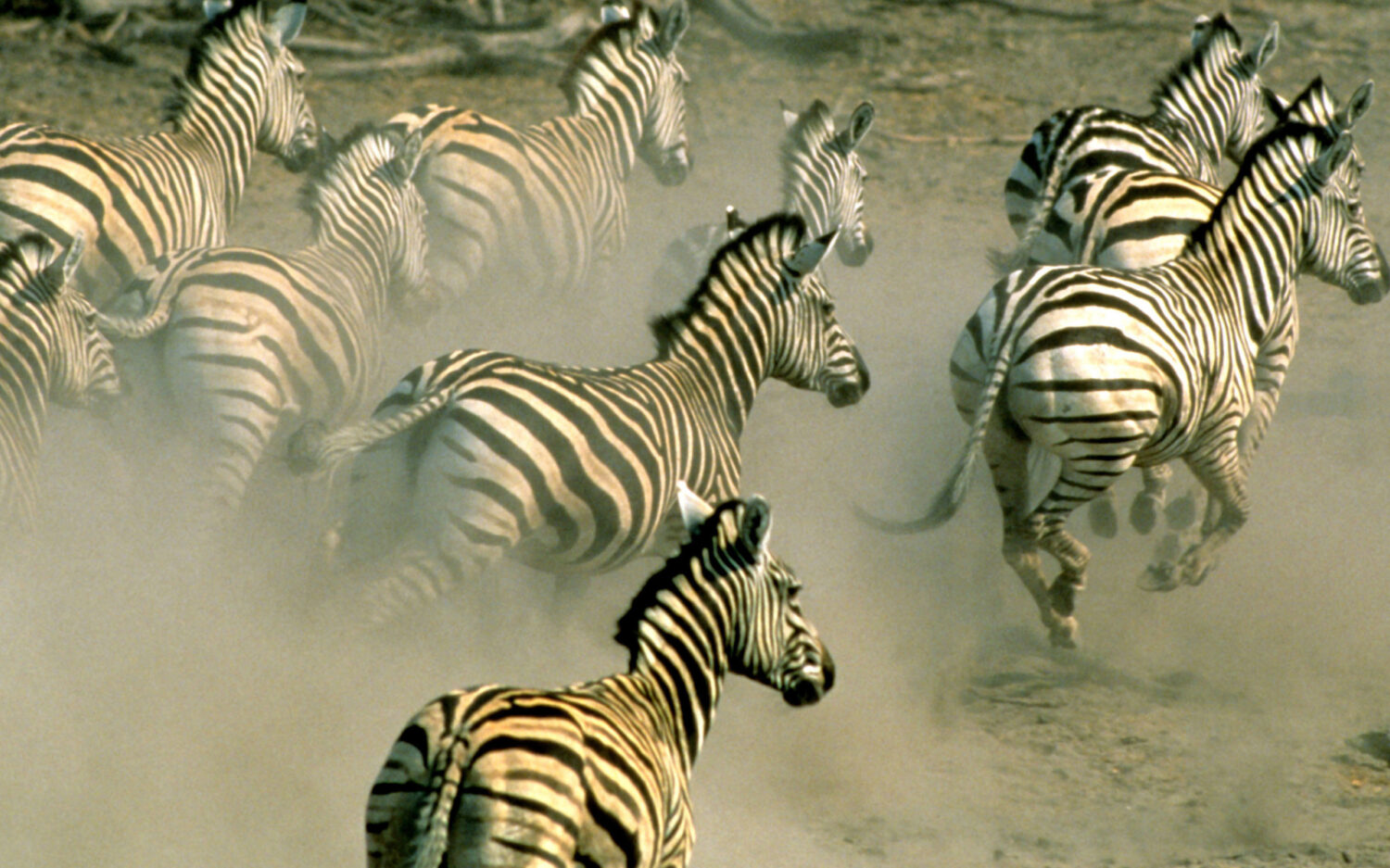 120 Namibia20 Zebra