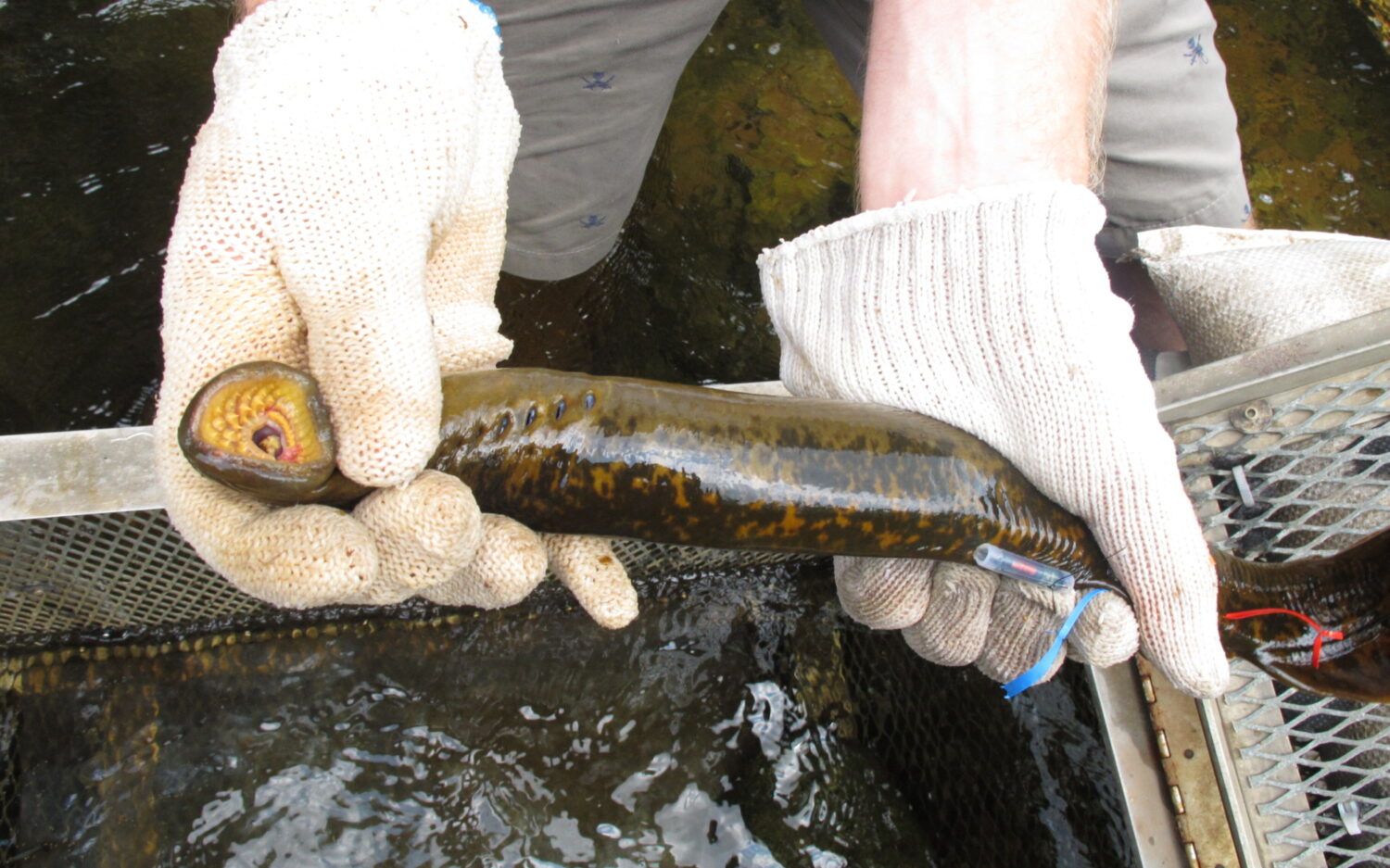 120 Sea20 Lamprey 0