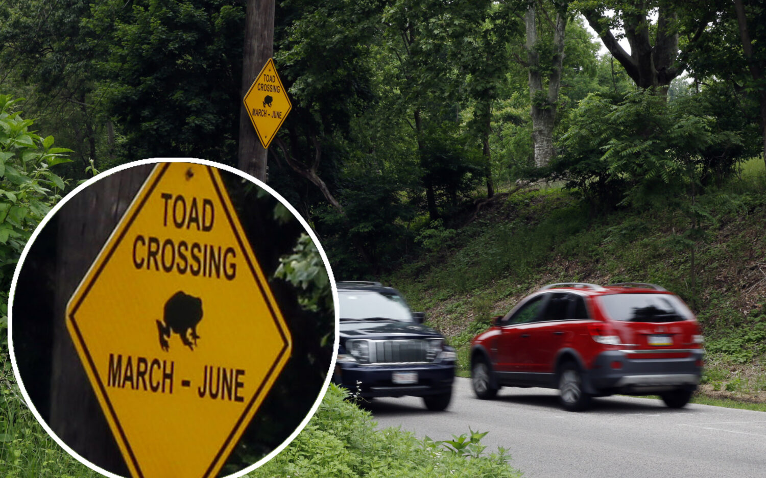 120 Toad20 Crossing