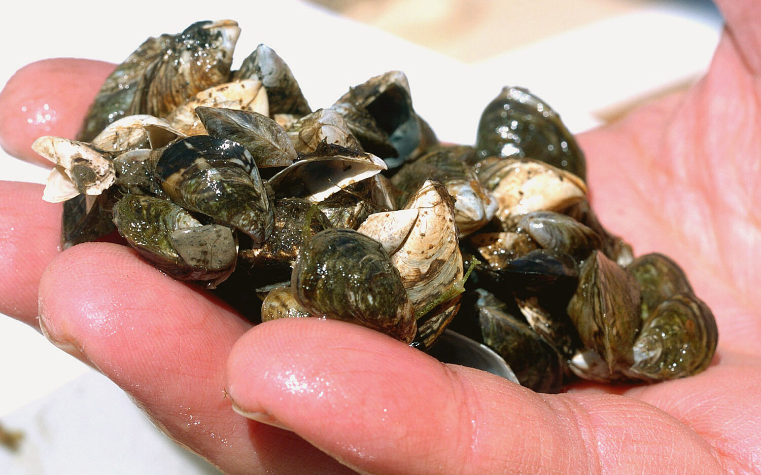 120 Zebra20 Mussel 0