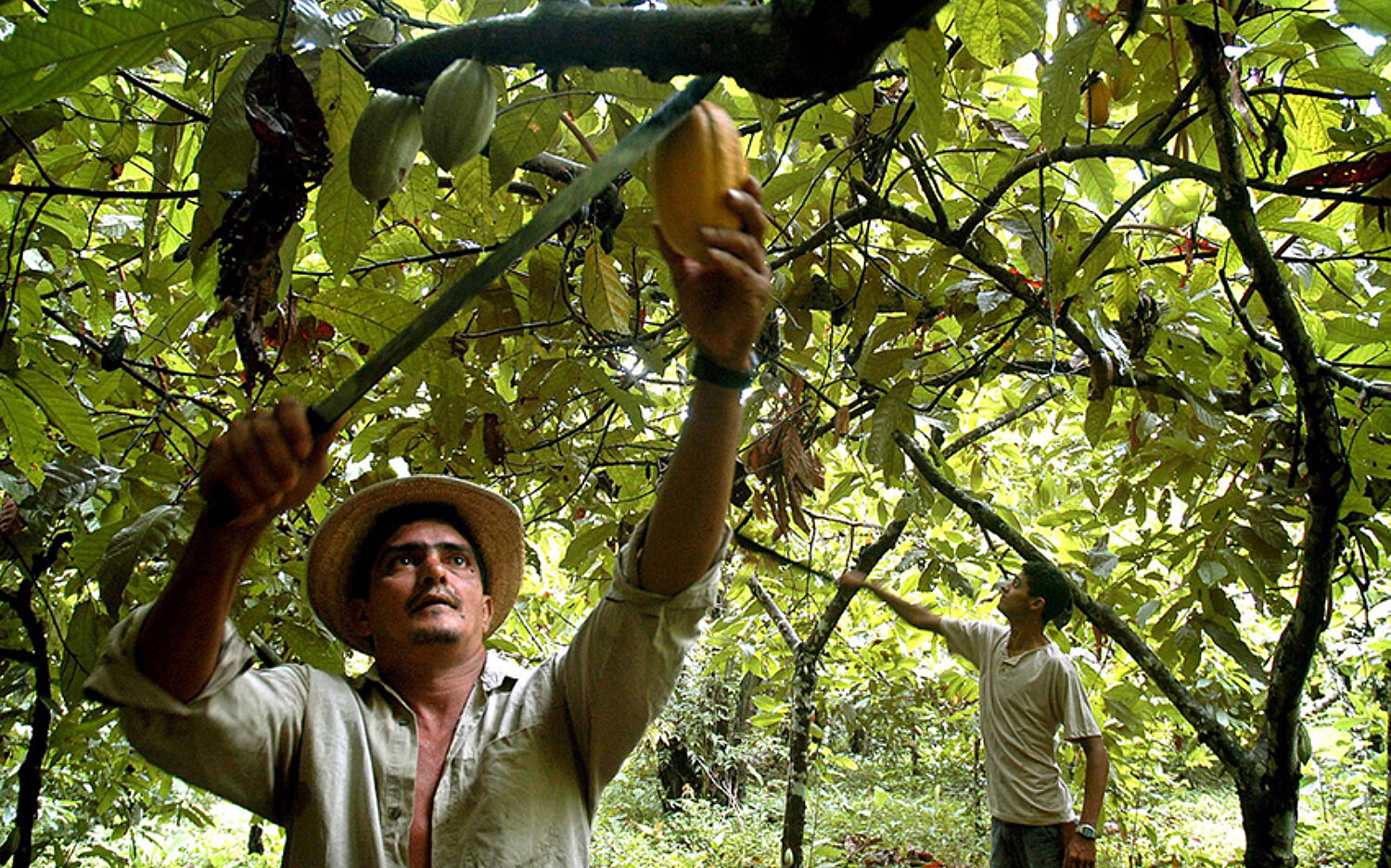1 Cocoa Tree