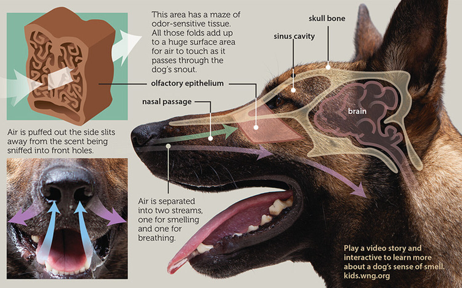 1 Dog Nose 750x465