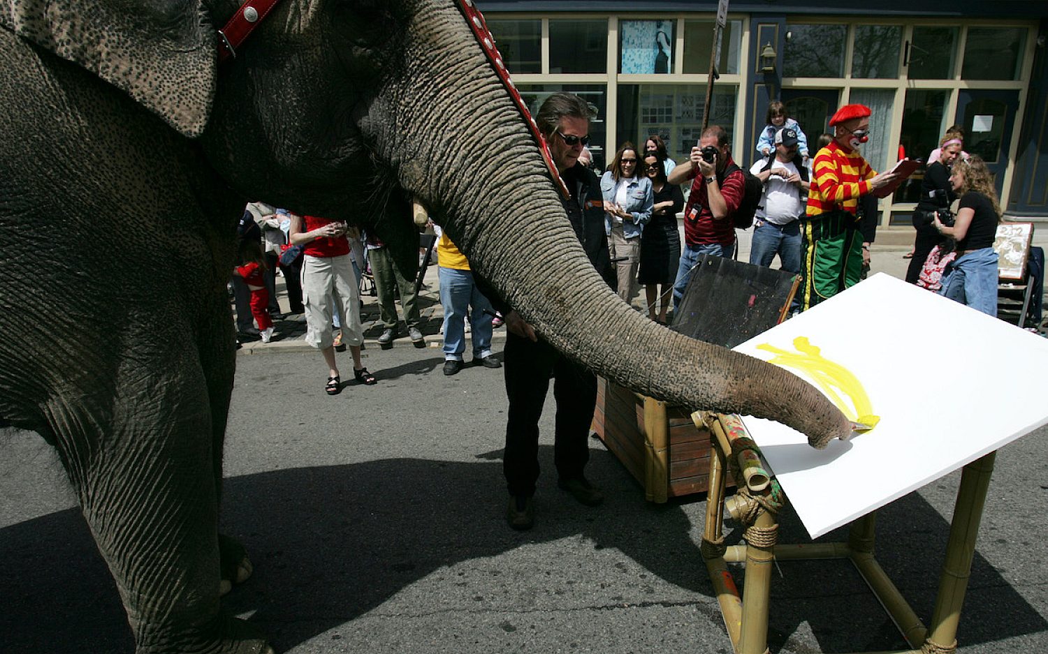 1 Elephant paints AP