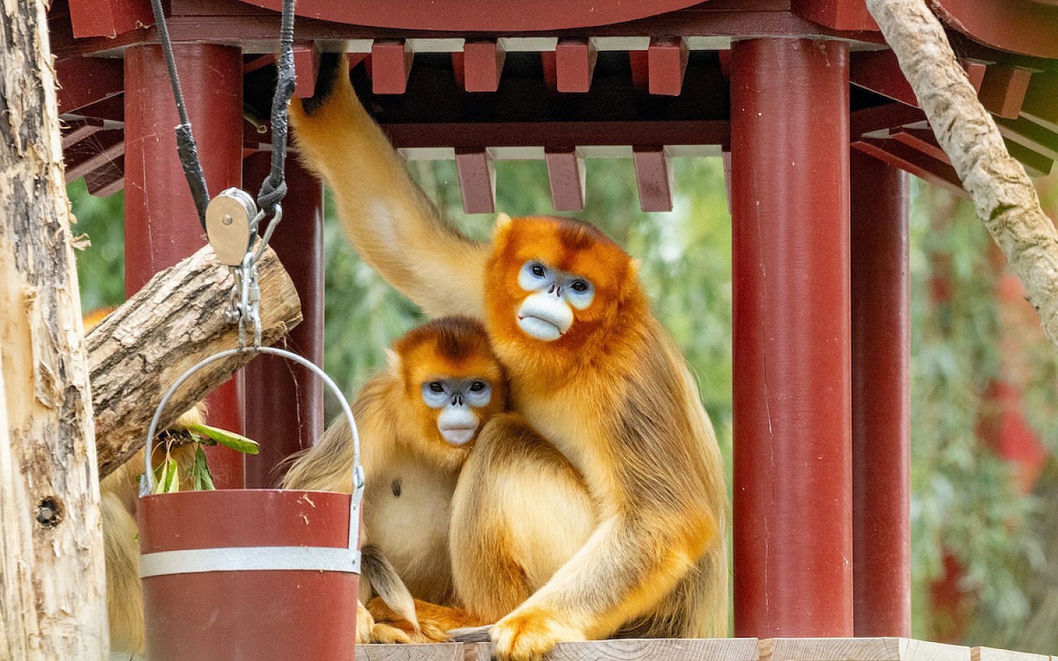 moni moni ANIMALS クロヒョウ Golden Monkeys Take On Diplomacy | God's World News