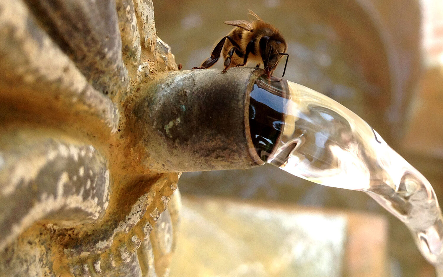 1 Honey Drought