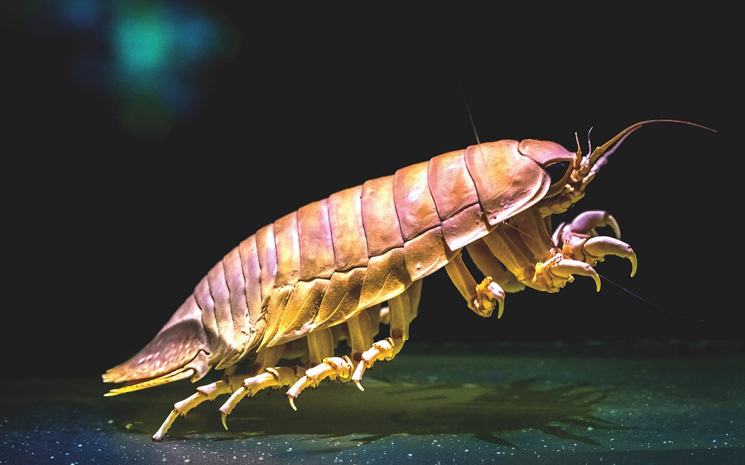 1 Isopod Getty Images 486558206 k