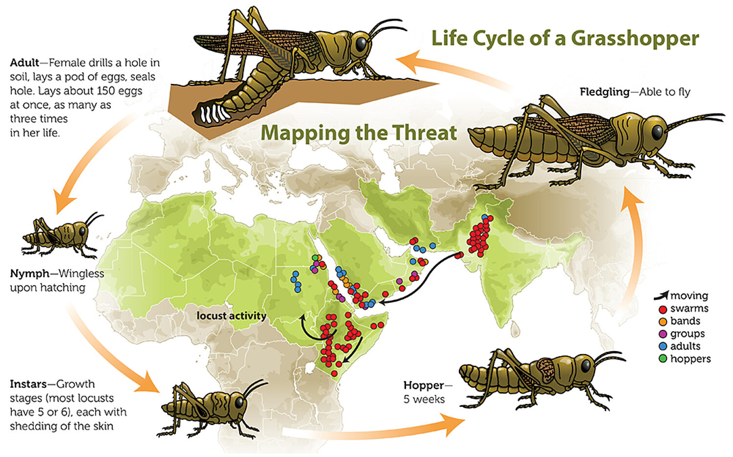Locusts Grasshoppers With Attitude God s World News Locusts Grasshoppers With Attitude God s World News