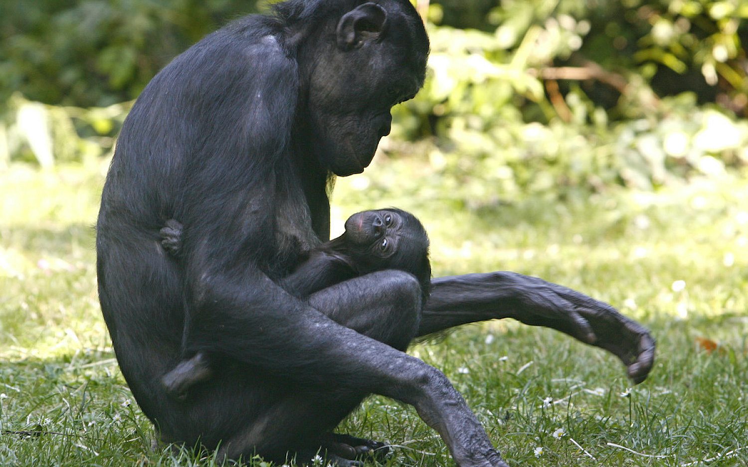 1 Smartest creatures AP