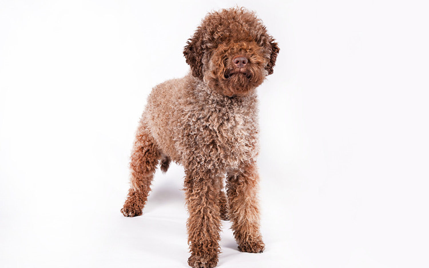 1 Truffle Breed 750x500