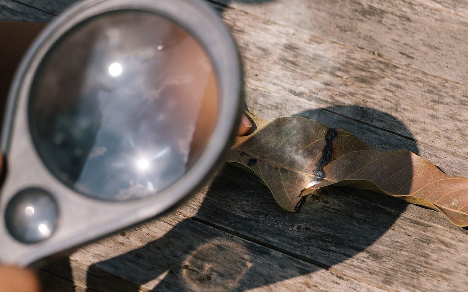 1 burn dry leaf by combining light with a magnifying Envato