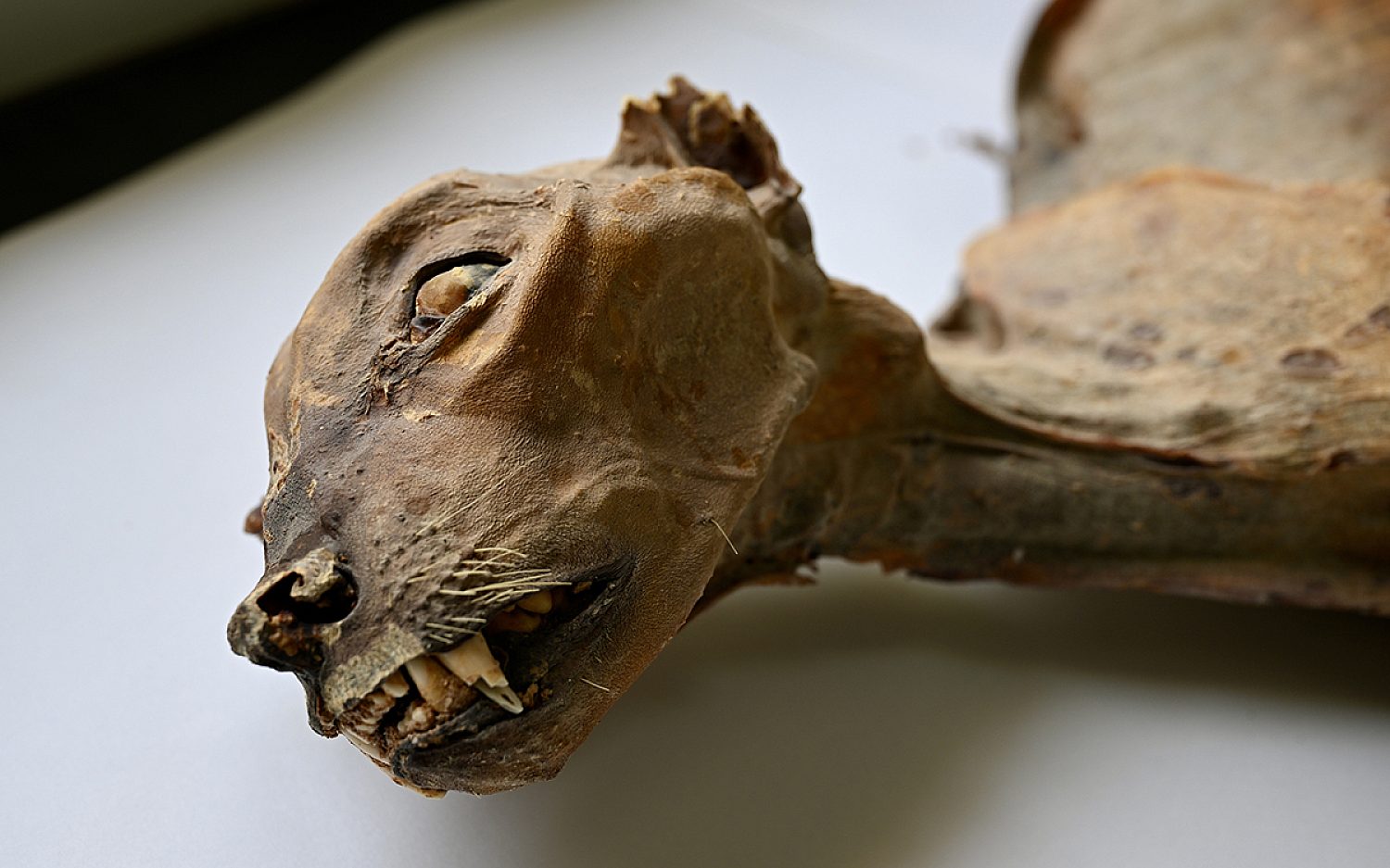 1 cheetah mummies AP k