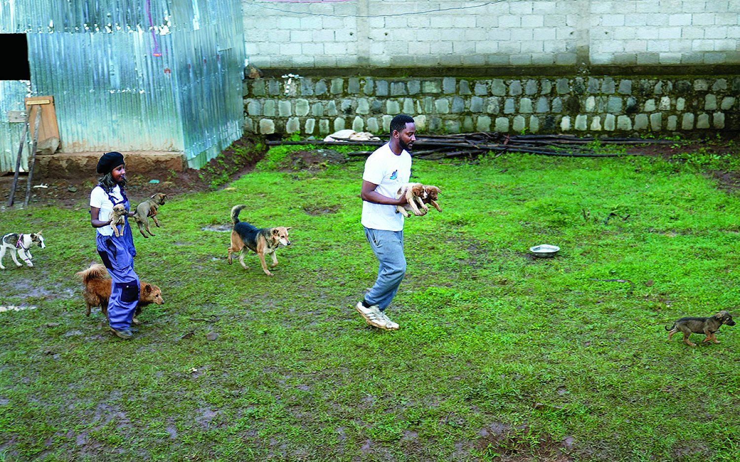 1 dogs and more AP