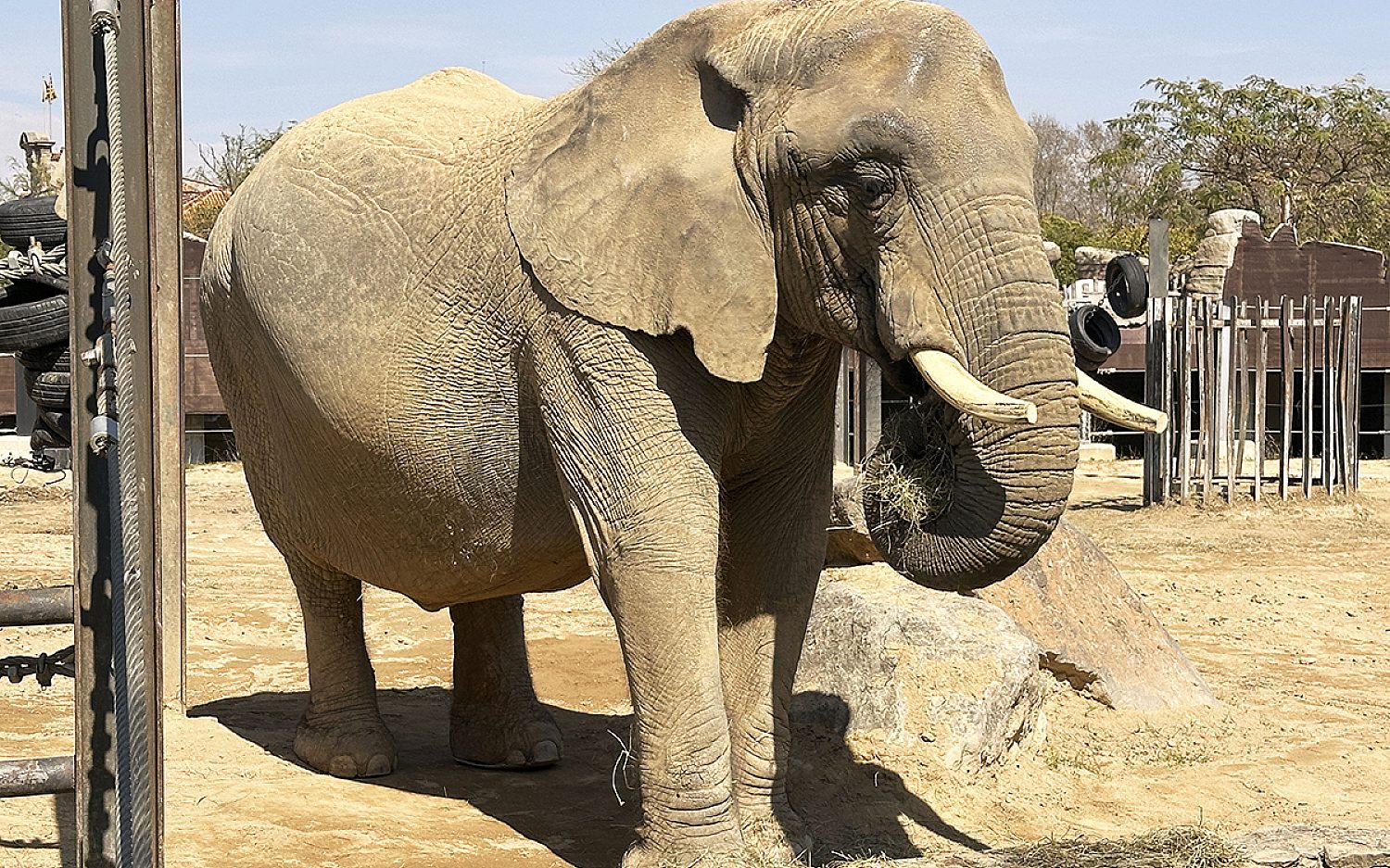 1 elderlyelephants AP