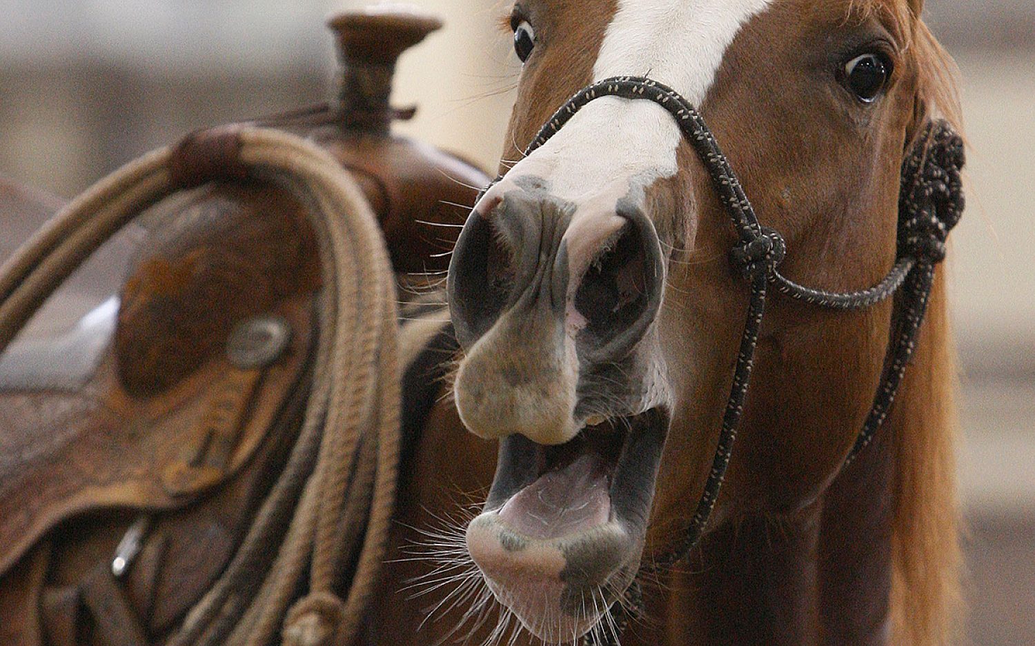 1 horse neigh AP k