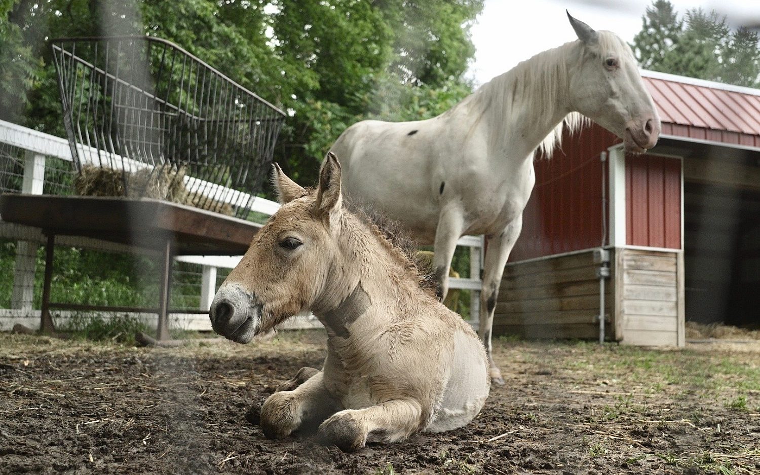 1 horse surrogate AP