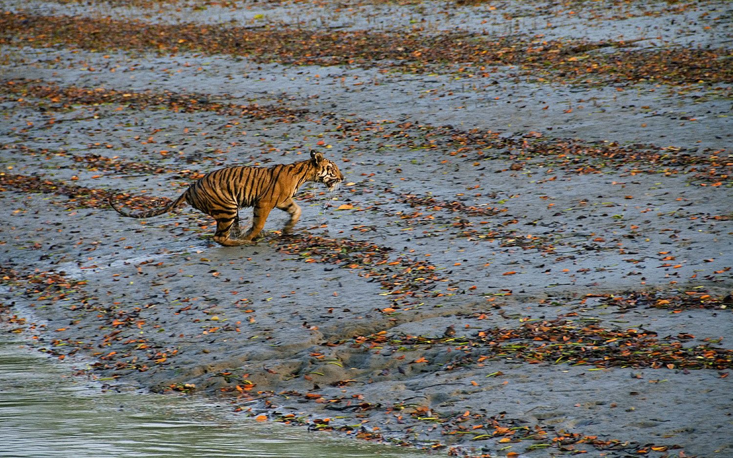 1 indiatigers AP