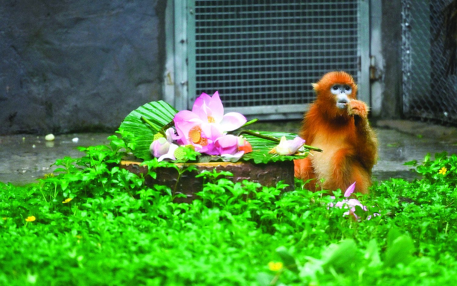 1 monkeys and pandas