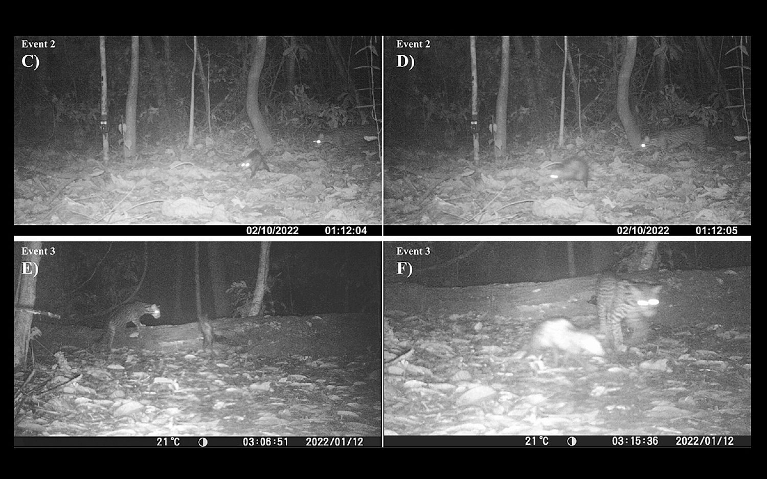 1 ocelot and opossum credit Ettore Camerlenghi Isabel Damas Moreira and Angelo Piga Bosques Amazónicos BAM San Diego Zoo Wildlife Alliance Nadine Holmes