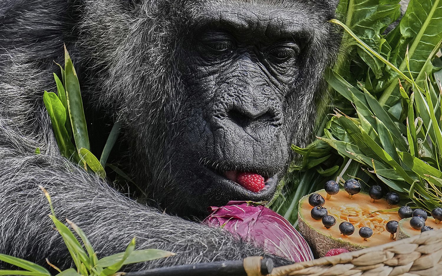 1 oldest gorilla AP