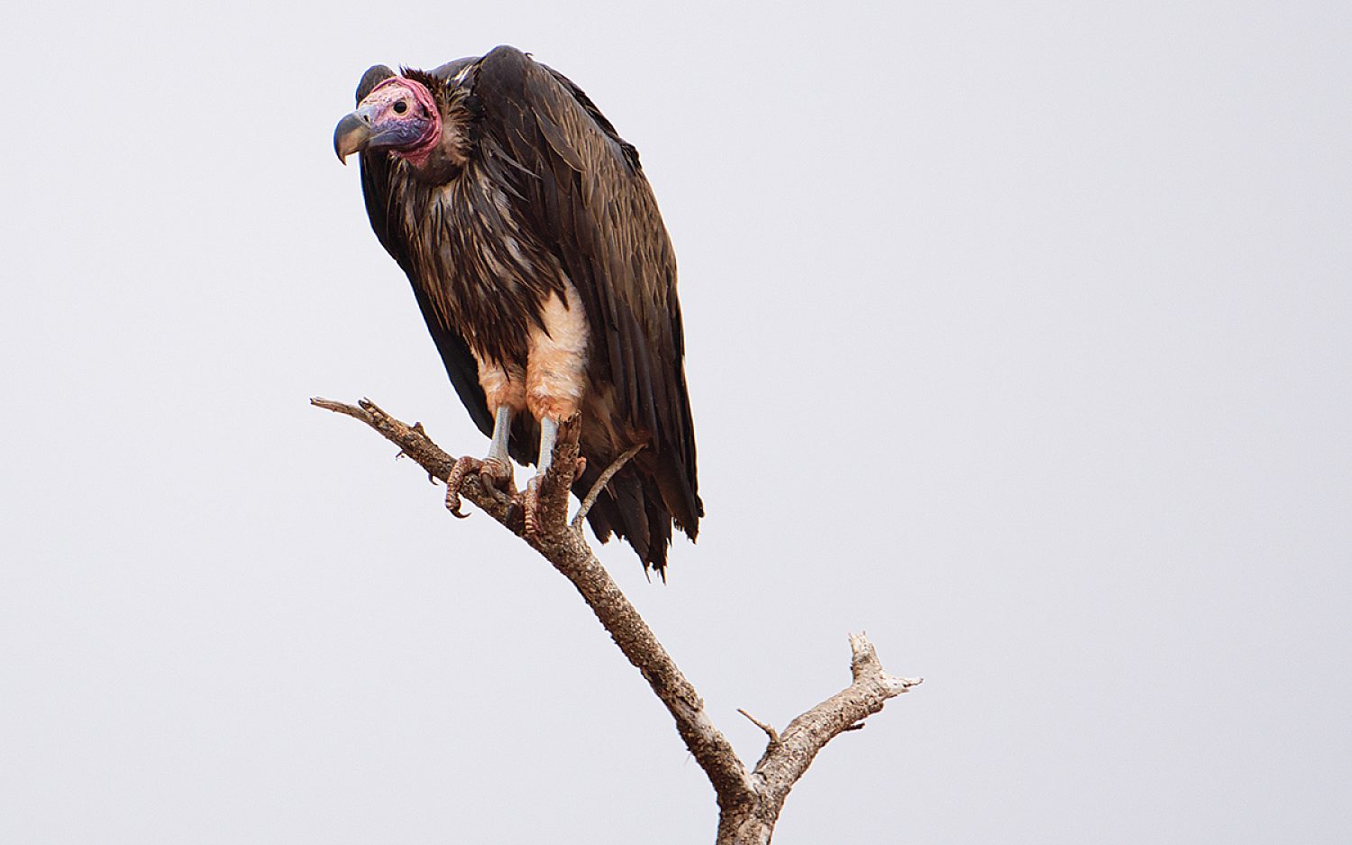 1 vultures 123 RF2 k