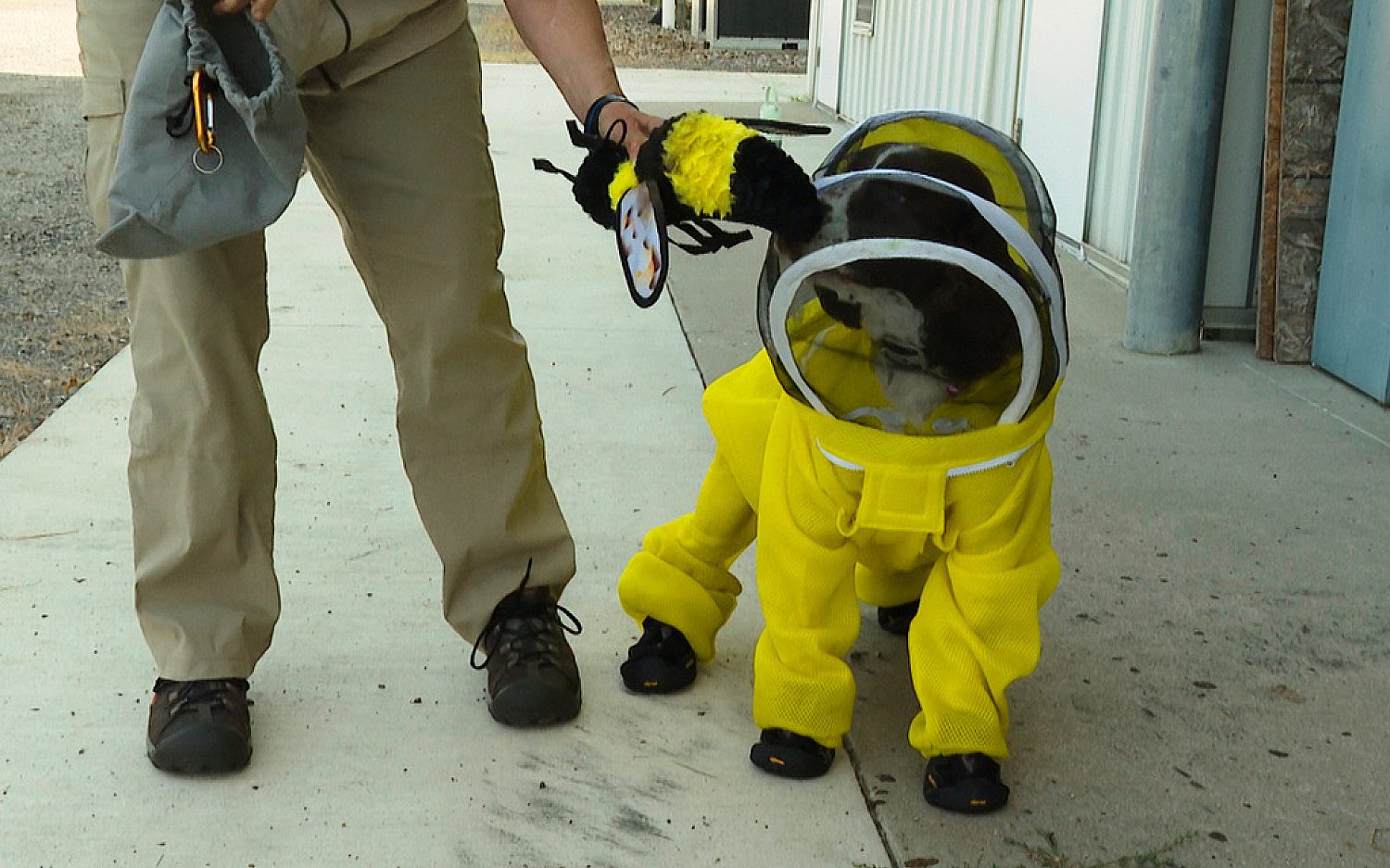 2 Dog and bees AP