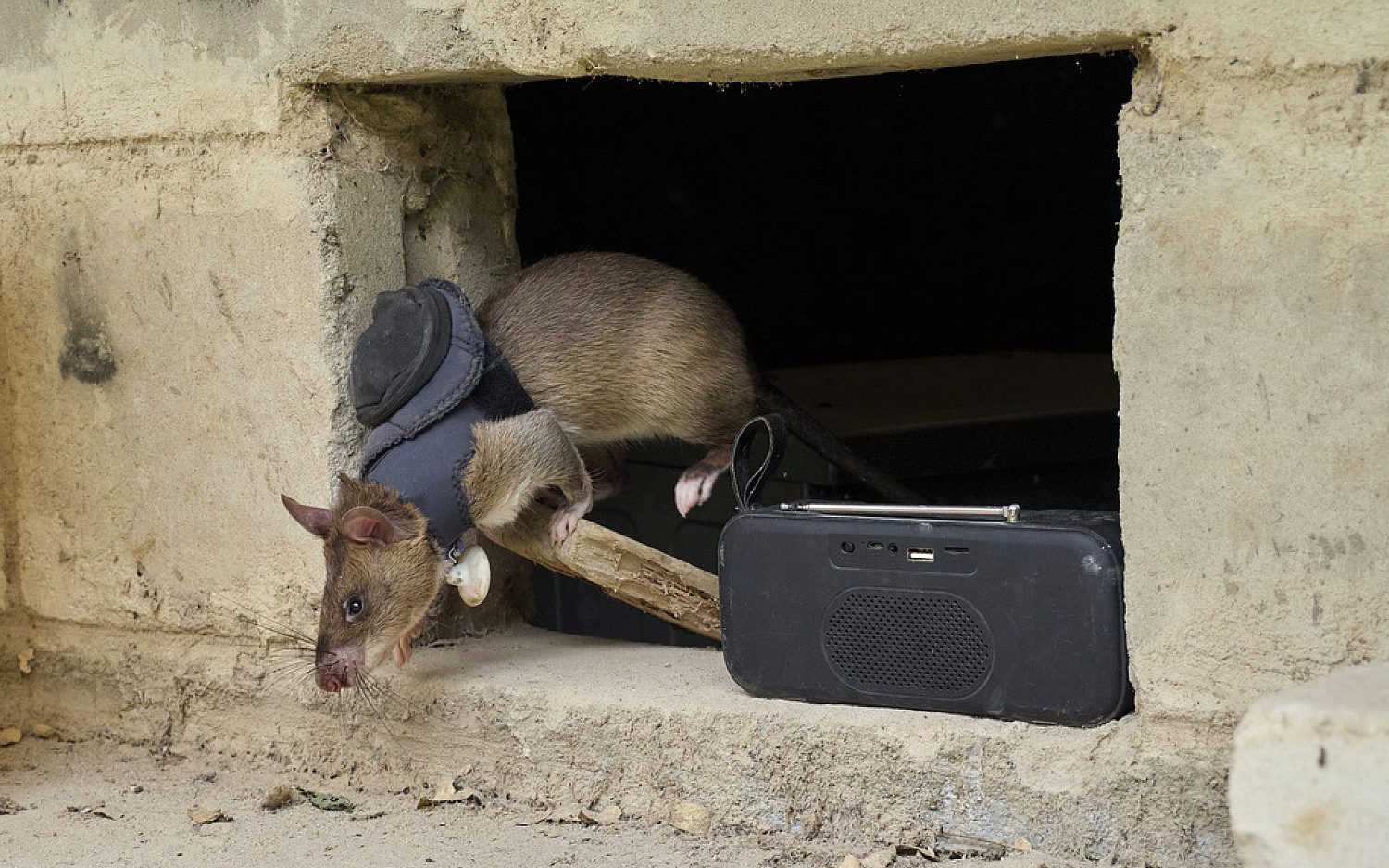 2 Tanzania rats AP
