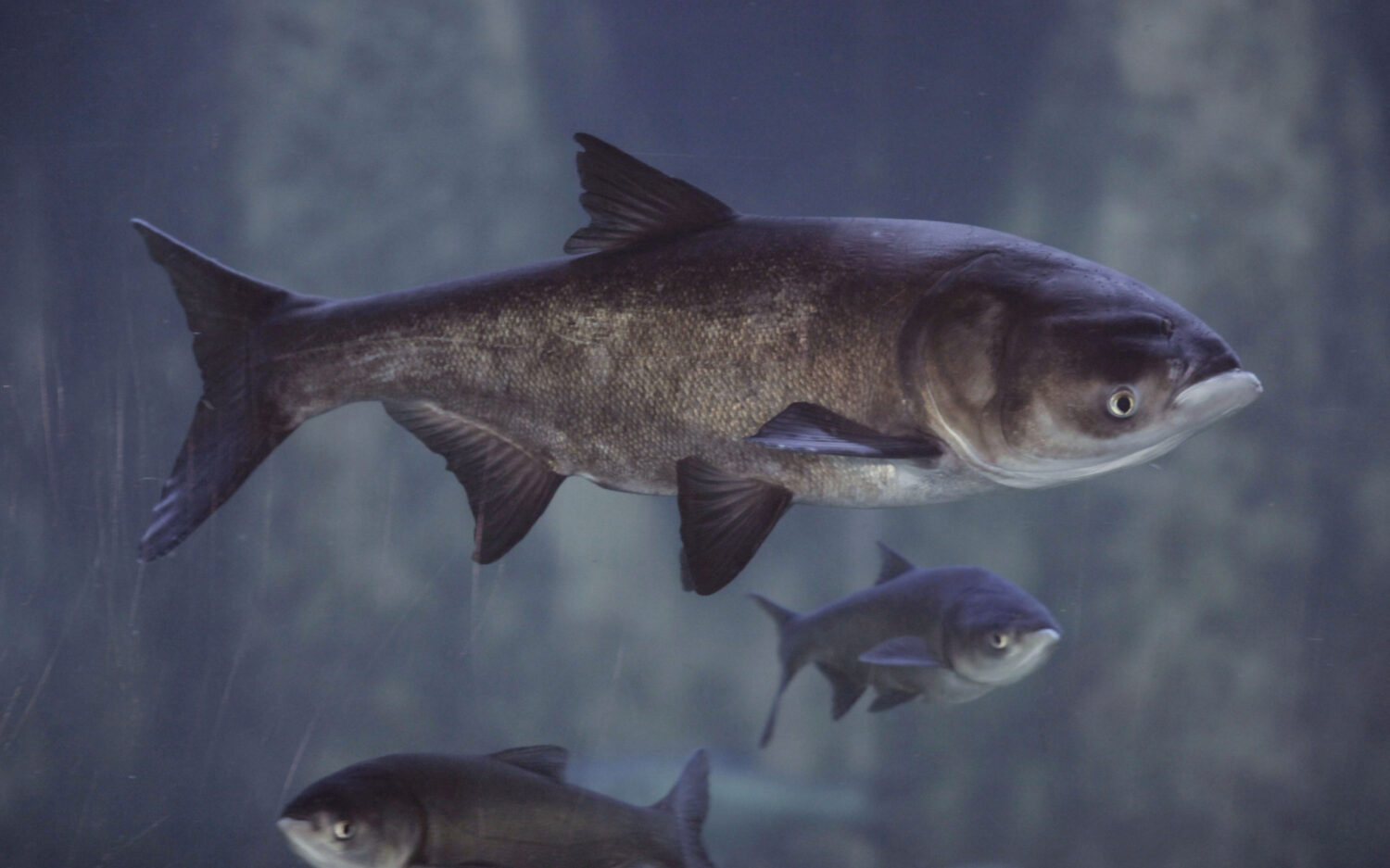 220 Asian20 Carp20 Gray