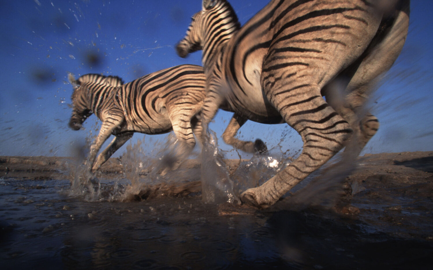 220 Namibia20 Zebra