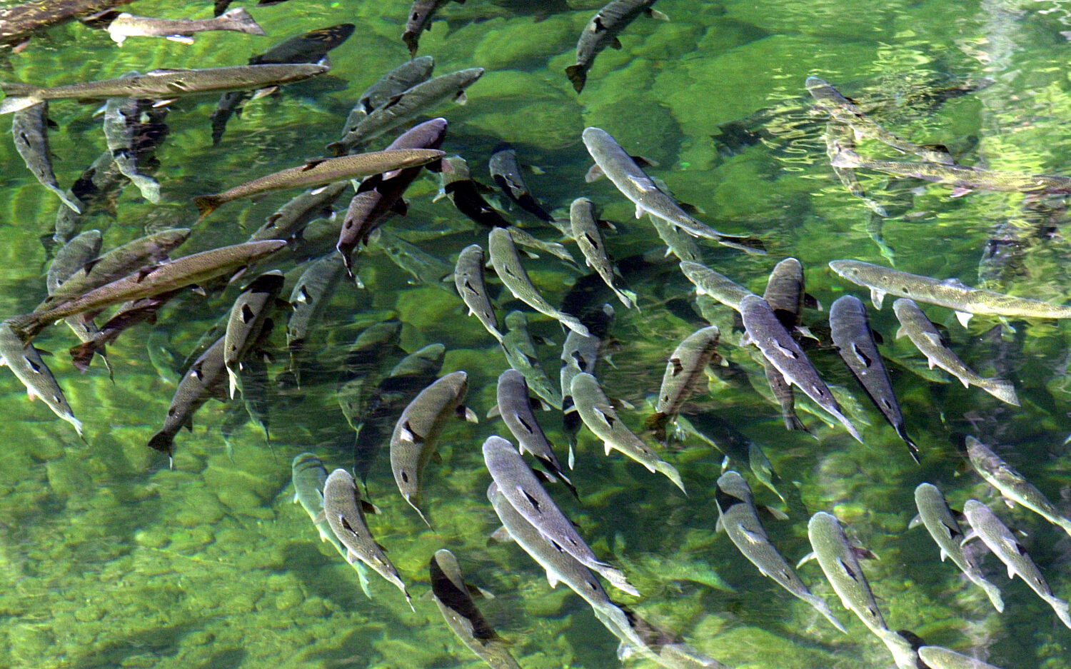 220 Steelhead20water